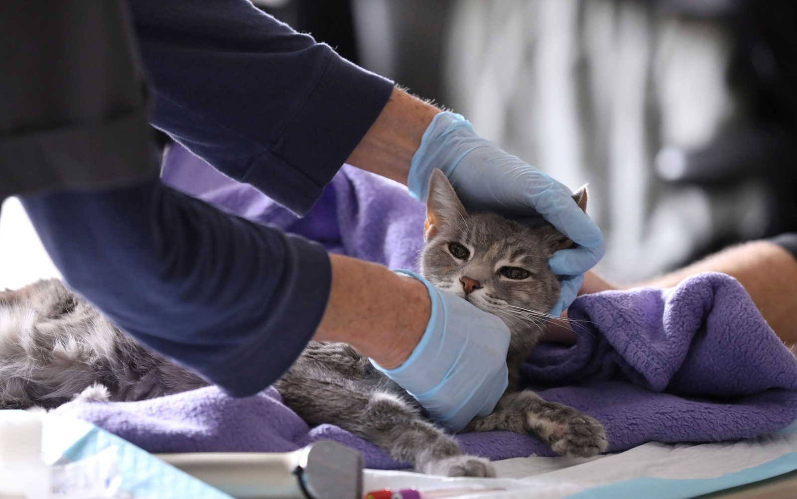Dois gatos são diagnosticados com novo coronavírus nos Estados Unidos