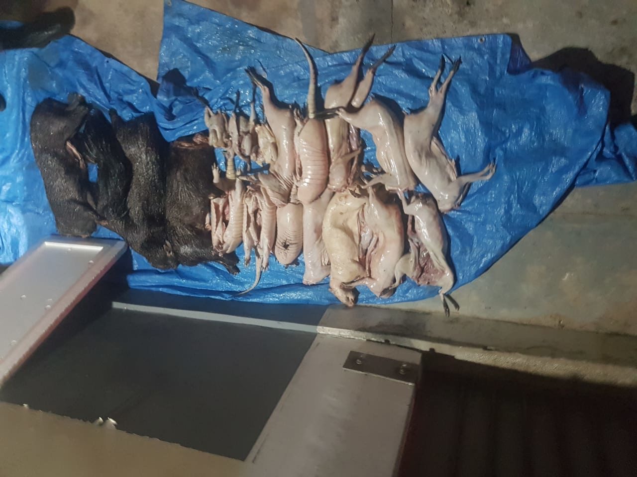 PM apreende mais de 230 kg de carnes de caça e pesca ilegais no interior do AC