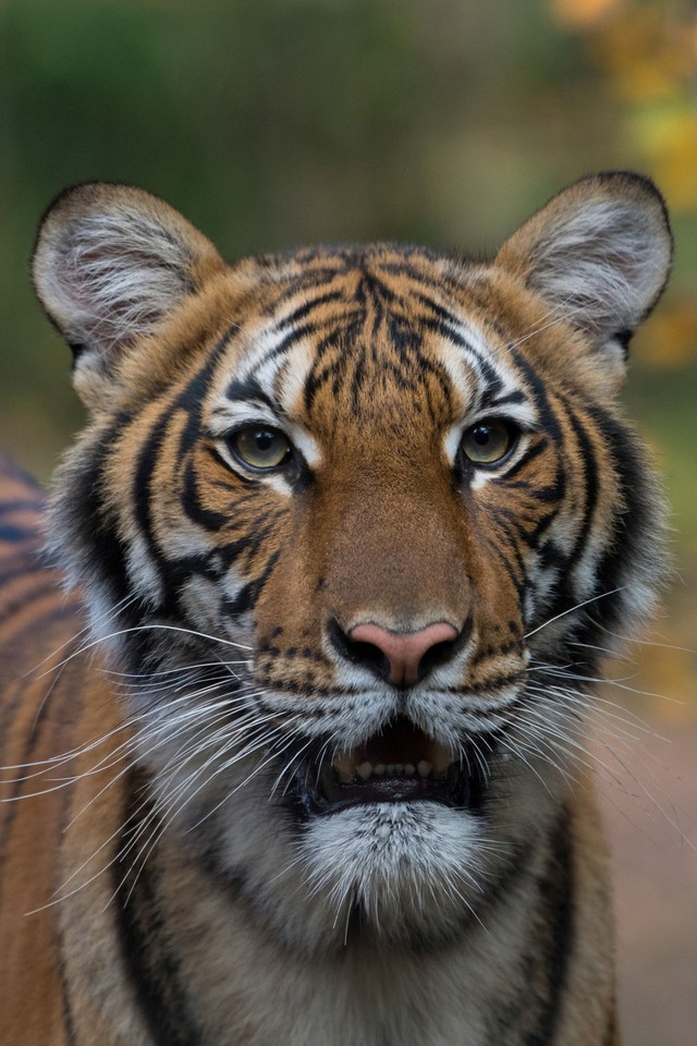 Tigre pega coronavírus no zoo de Nova York; leões e tigres têm sintomas