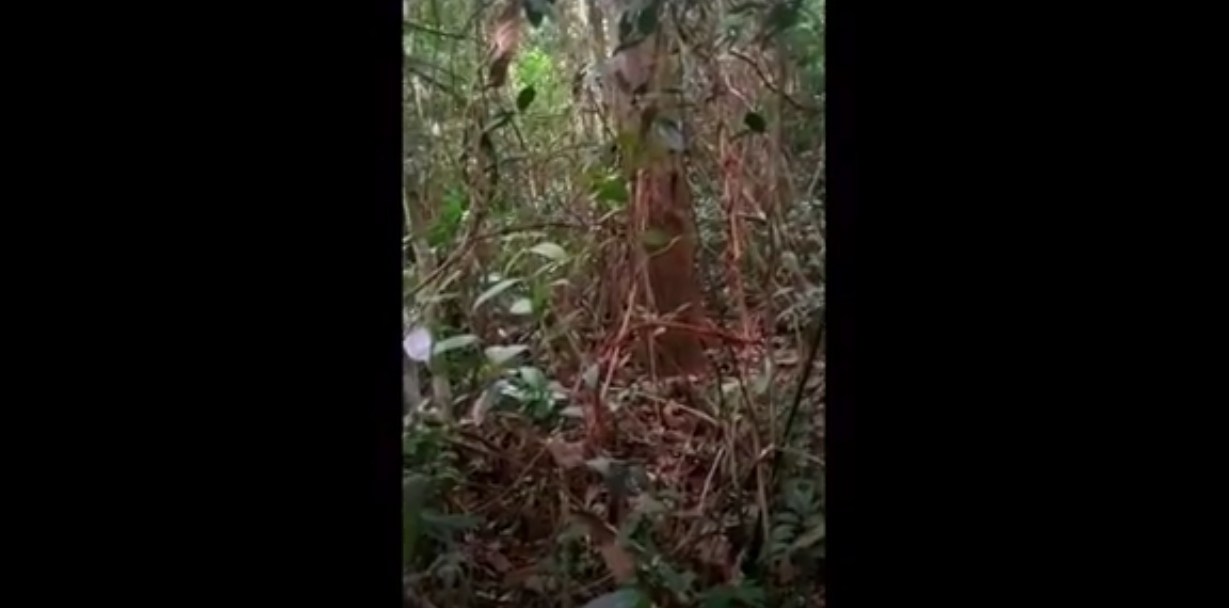 Vídeo mostra suposto aparecimento de Caboquinho da Mata no interior do AC; assista