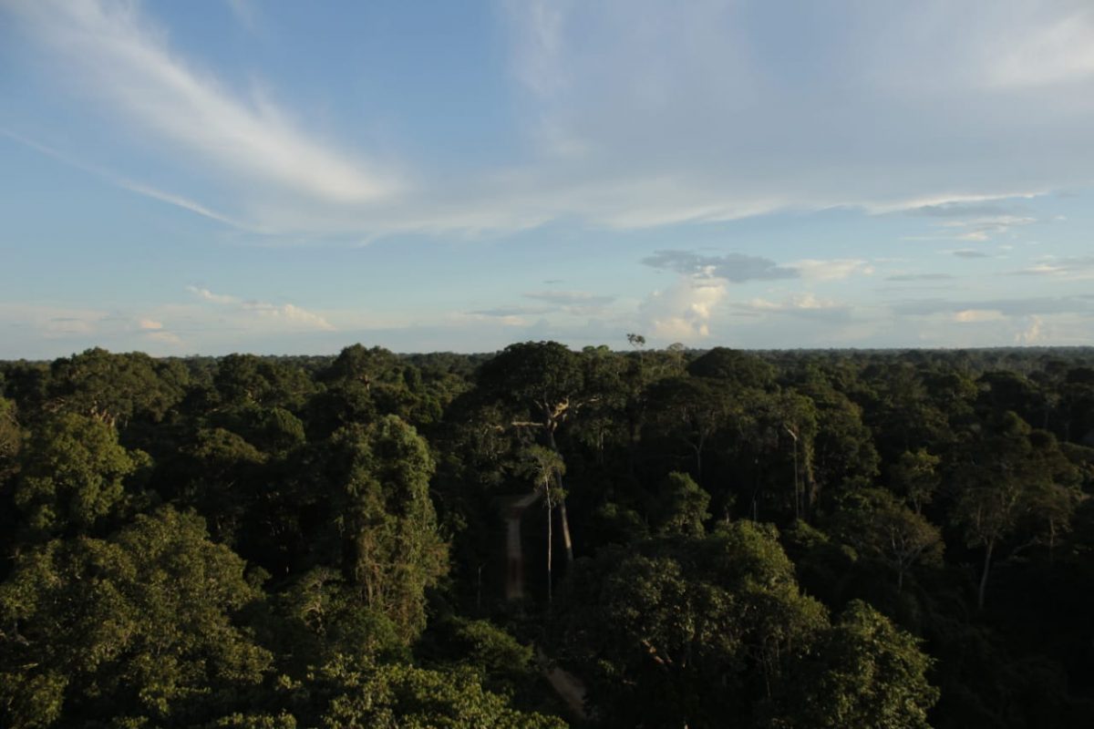 Governo realiza operação na Floresta Estadual do Antimary para combater invasões e desmatamento ilegal