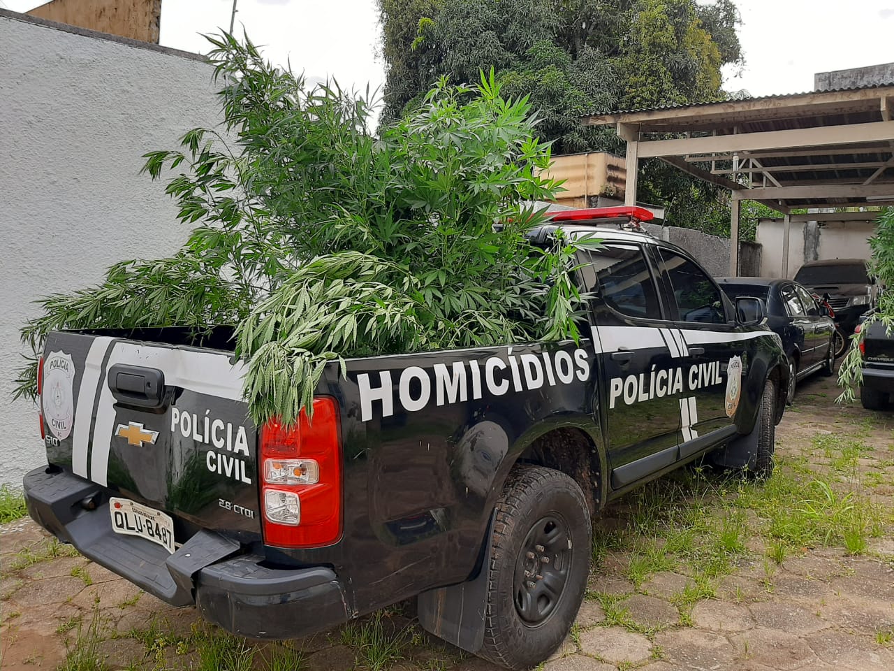 No AC, casal que plantava e vendia maconha é preso com mais de 300 pés da droga em casa