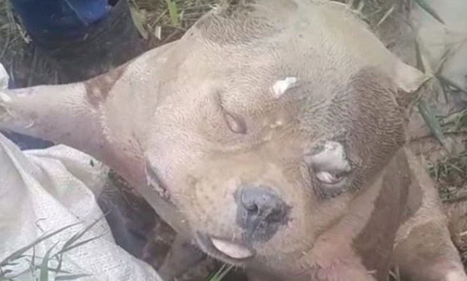 Mulher encontra cachorro de estimação morto a pauladas e faz denúncia ao MPAC