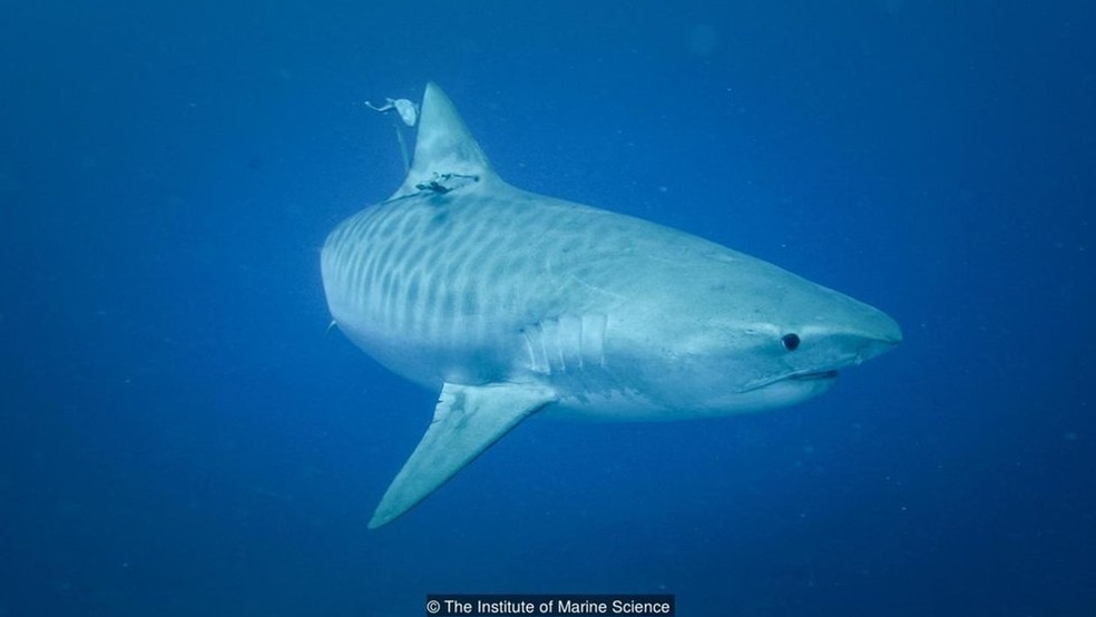 Tubarão mata surfista na Austrália