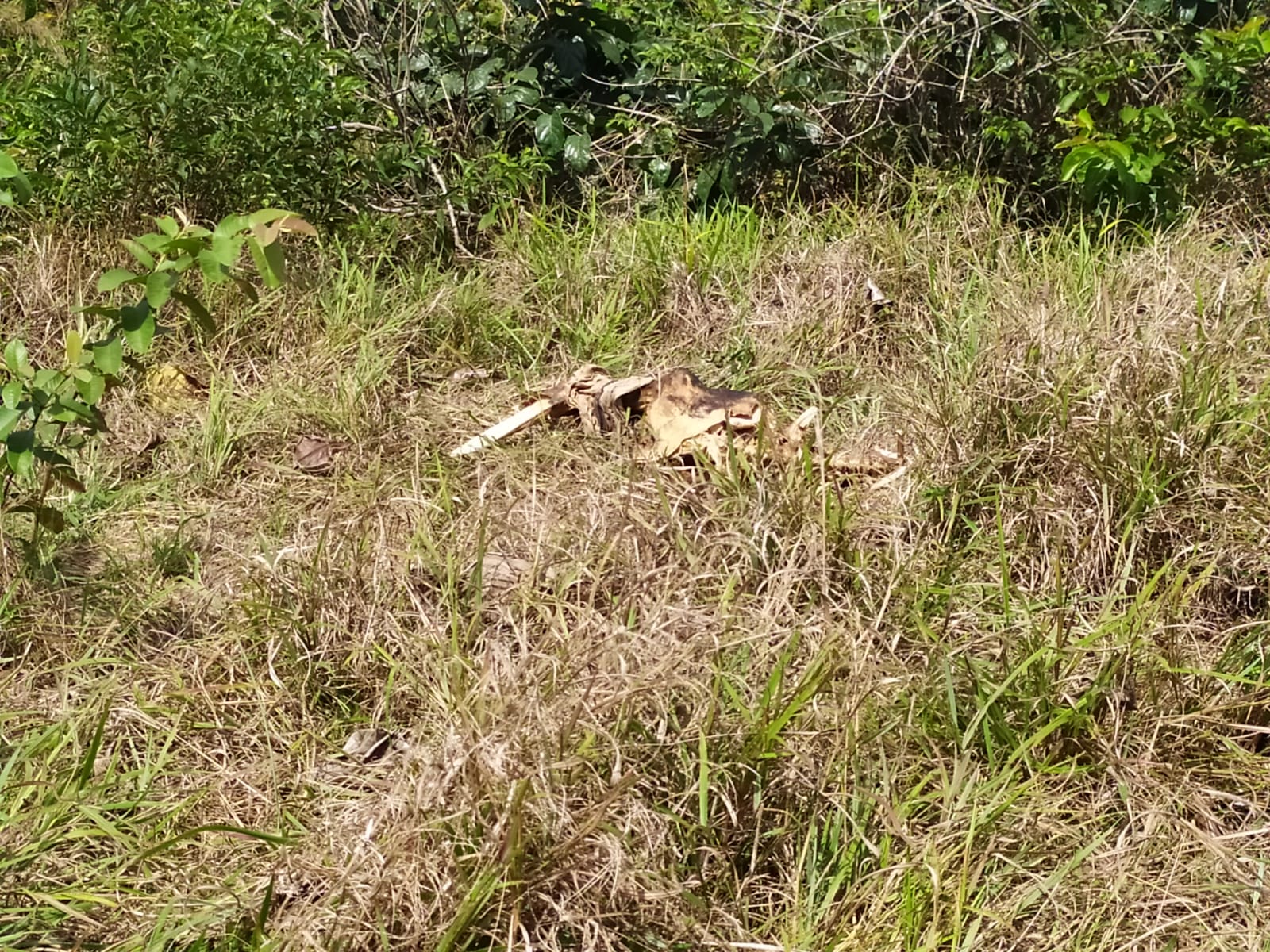 Ossada humana é encontrada por trabalhador em ramal no bairro Belo Jardim 3