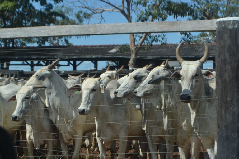 ‘Saída irregular’ de gado do Acre e exportação para China elevou preço da carne, diz sindicato