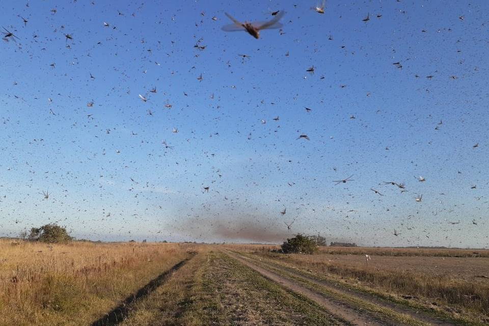 Perigo! Argentina dá alerta sobre nuvem de gafanhotos avançando para o Brasil