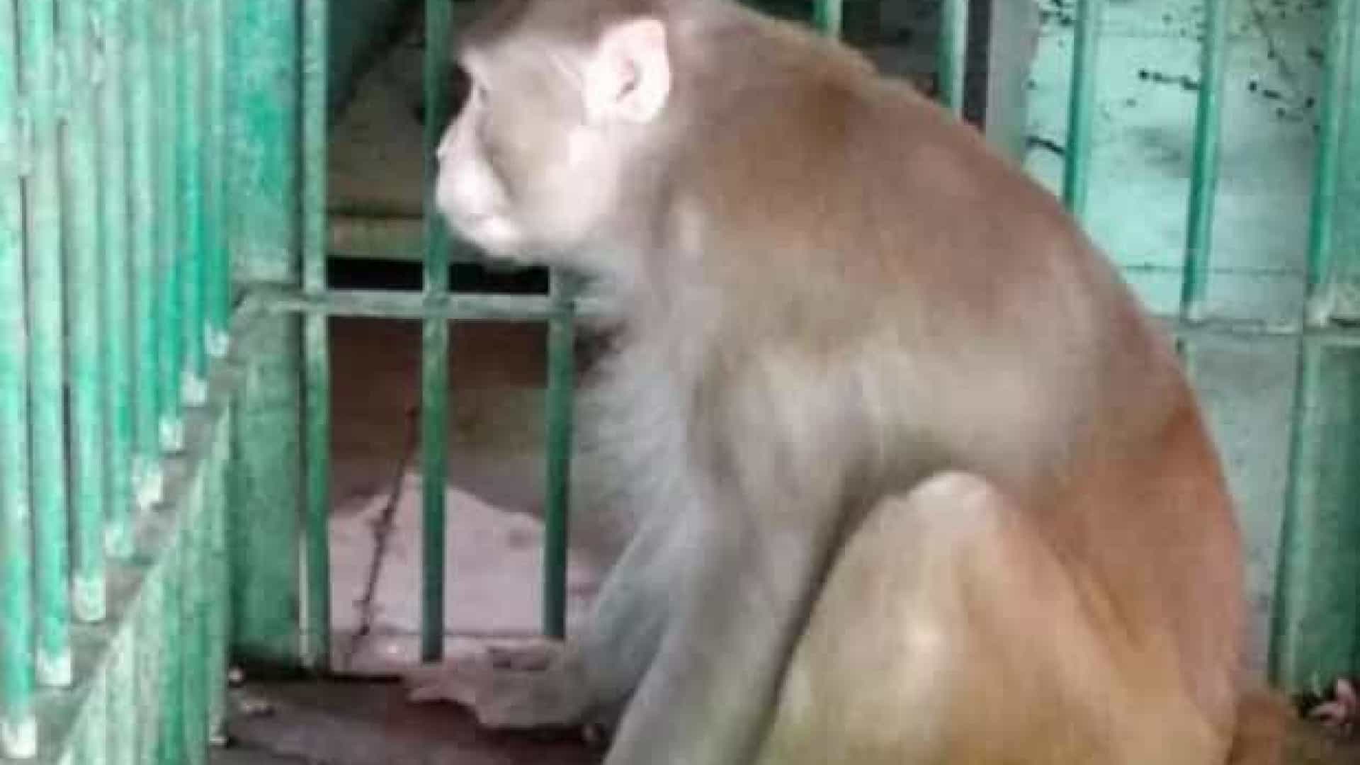 Macaco embriagado fica preso após matar uma pessoa e atacar outras 250