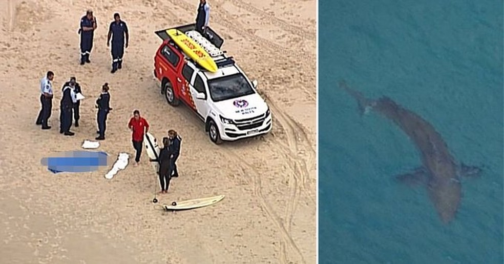 Surfista de 60 anos morre após ataque de tubarão branco na Austrália e praias são fechadas