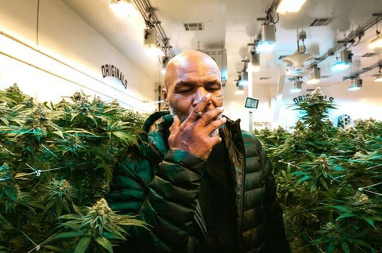 Mike Tyson fuma cerca de R$ 200 mil por mês de sua plantação de maconha