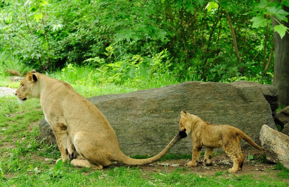 Cientistas identificam duas cepas do novo coronavírus animais de Zoológico dos EUA