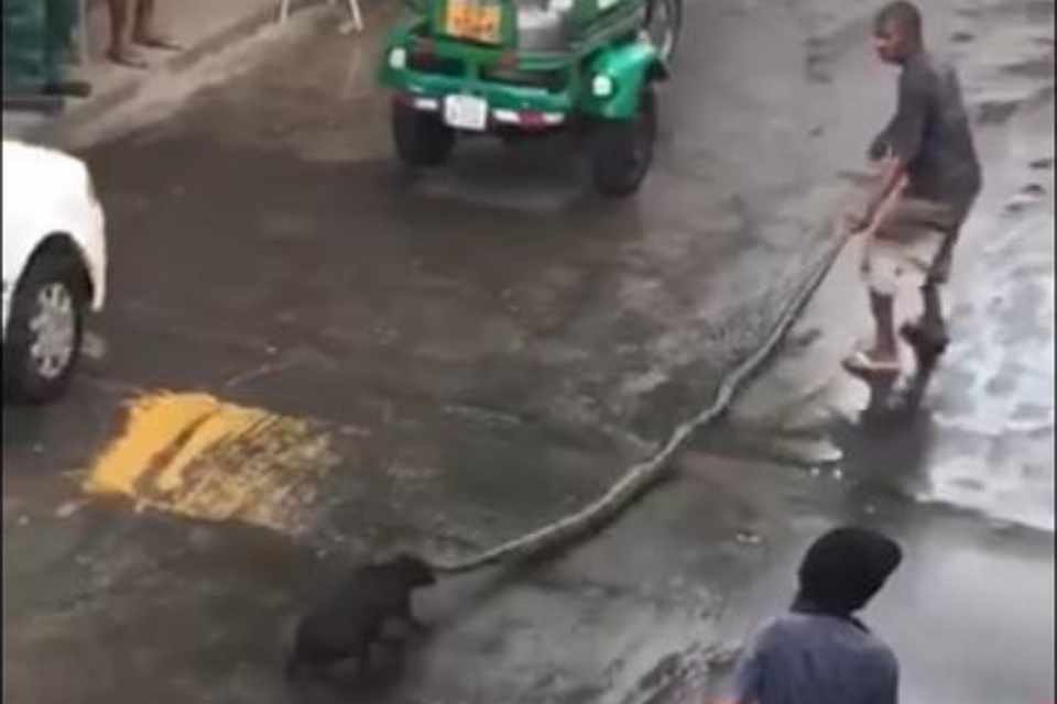 Vídeo: homem usa cano para salvar cachorro atacado por cobra de 4 metros