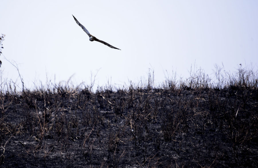 Fotos de áreas atingida pelo Incêndio Fotos Assis Lima 3