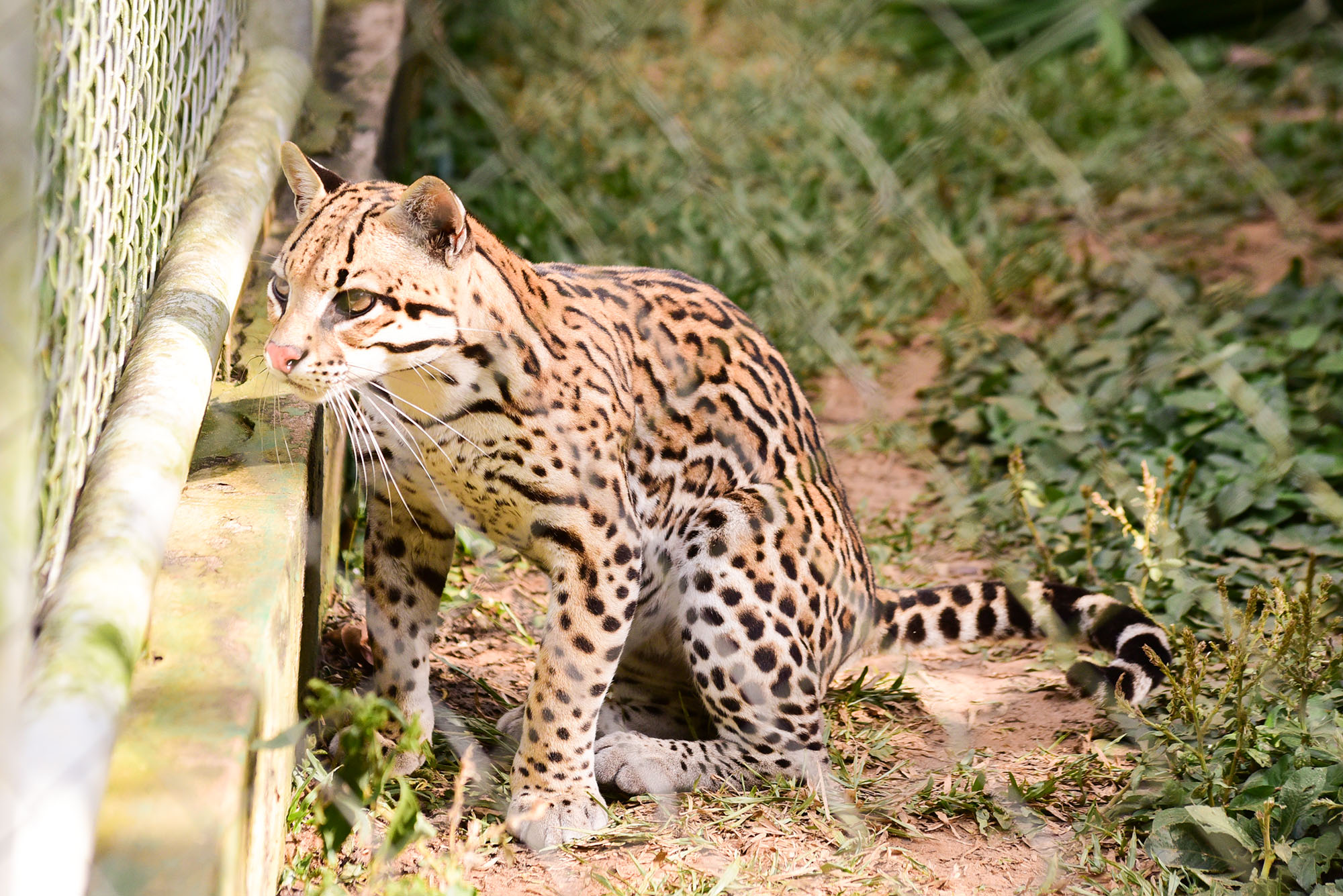 Há três meses fechado, Parque Chico Mendes redobra atenção com animais
