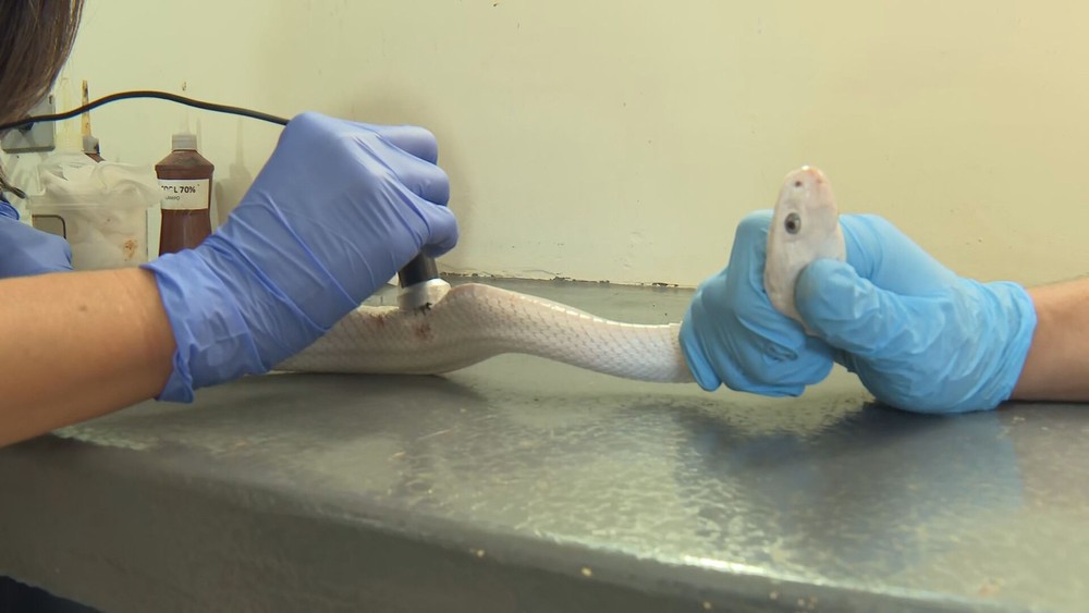 Cobras apreendidas após estudante ser picado por Naja ‘estão magras e com lesões’, diz Zoológico