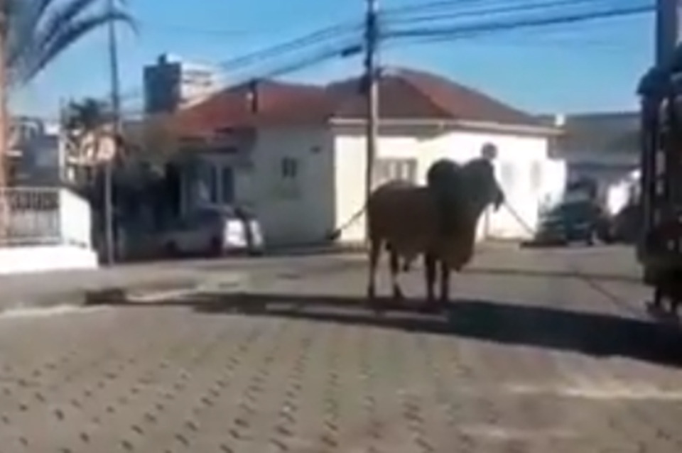 Boi foge de fazenda, ataca idoso e é abatido a tiros de fuzil; Veja vídeo