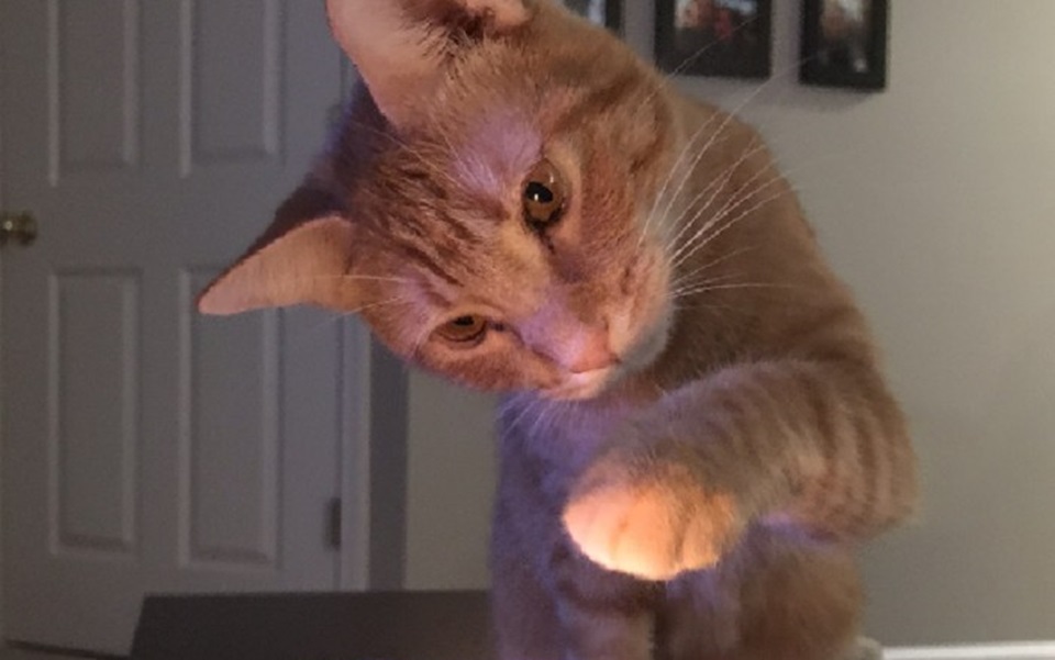 Mulher engravida e homem culpa gato por “furar” camisinha