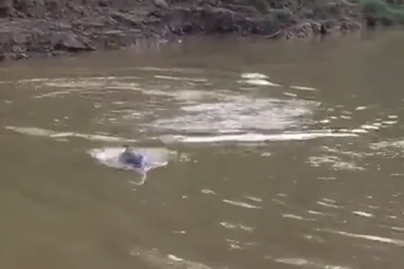 Jornalista acreana registra emocionante salto do boto em Cruzeiro do Sul; confira