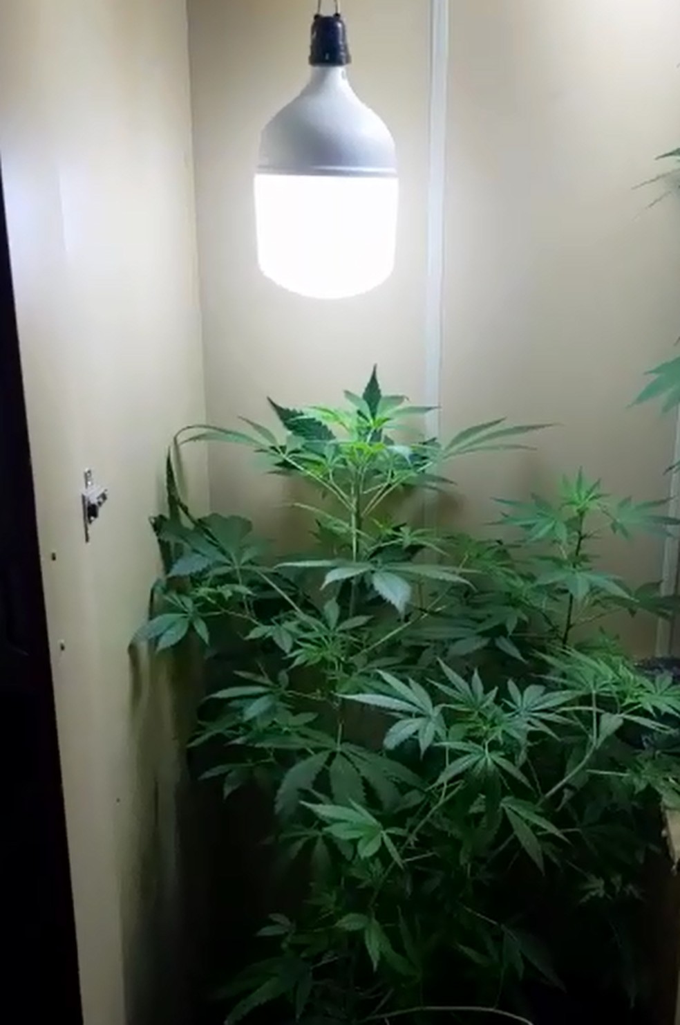 PM apreende pés de maconha cultivados em guarda-roupa