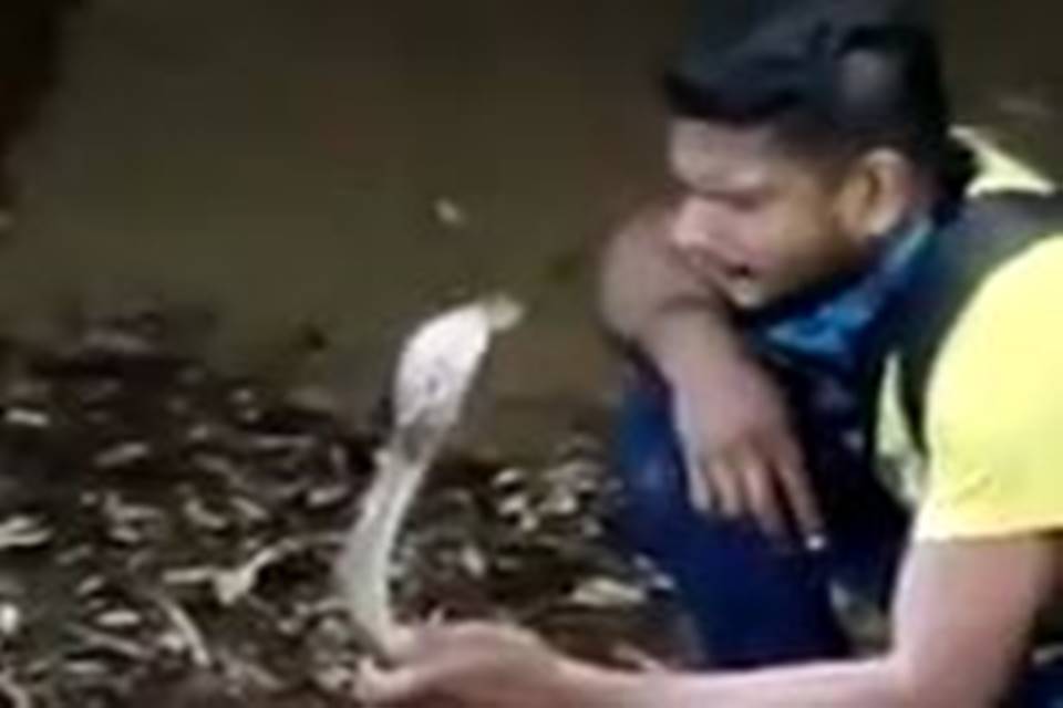Homem morre após “brincar” com cobra naja e ser picado. Veja o vídeo