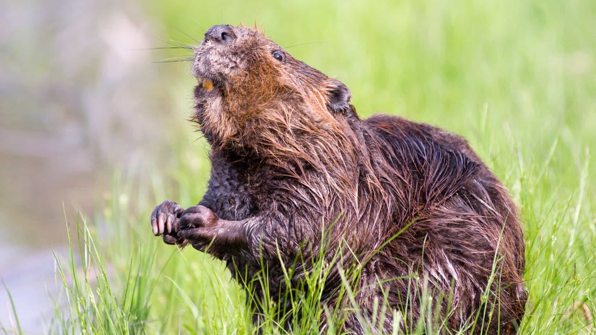 Adolescente morre de peste bubônica após comer carne de marmota