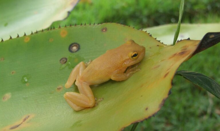 Nova espécie de perereca descoberta no Brasil come larvas do mosquito da dengue