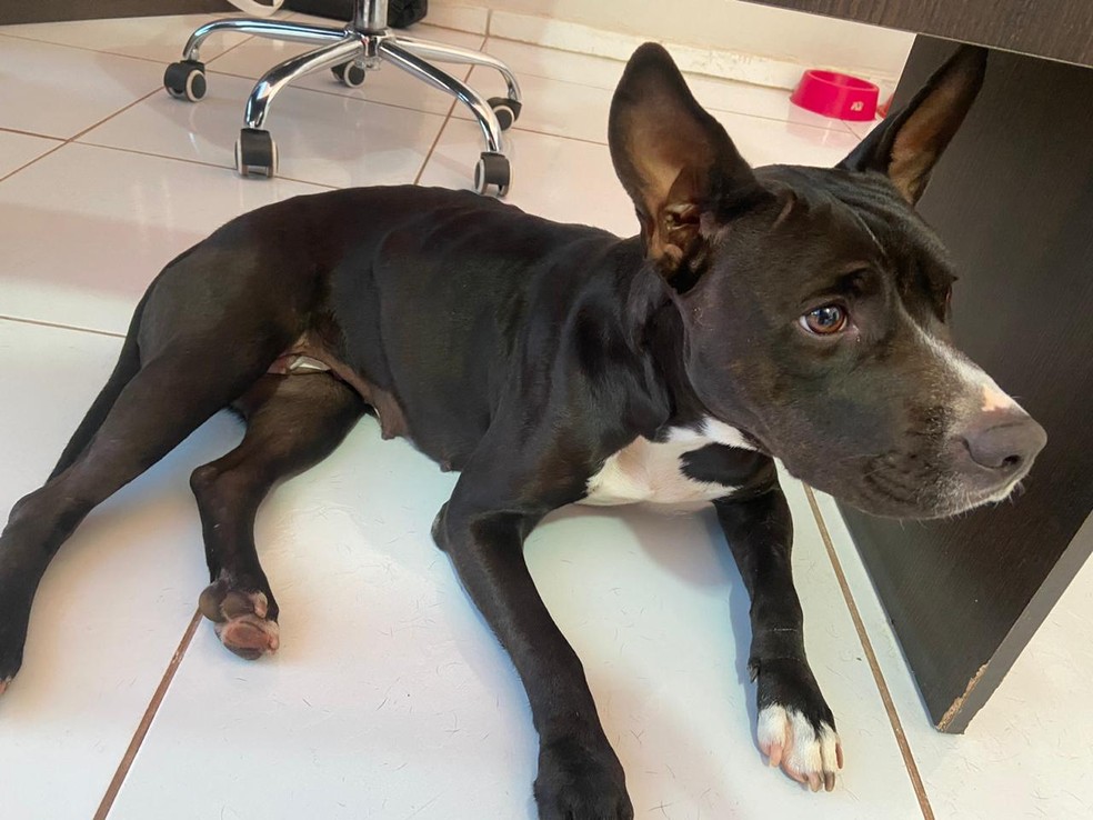 Pitbull que pode ter engravidado de pinscher se recupera em clínica: ‘Se não fosse a perda não teria descoberto o tumor’