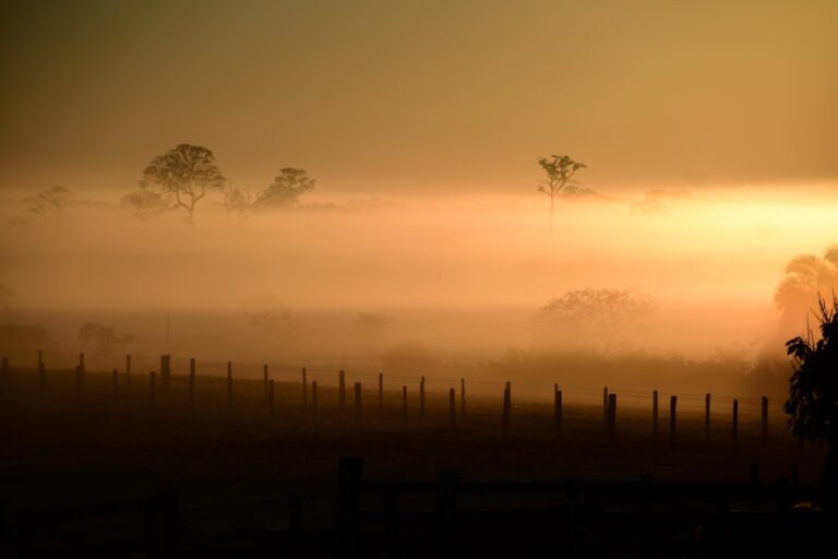 Amanhecência sobre pastagem e castanheiras no Acre