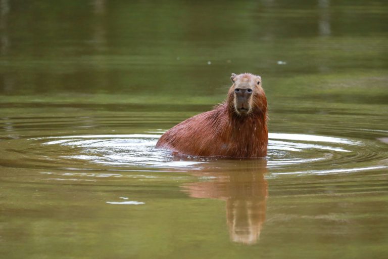 Febre maculosa: contato de pessoas com capivaras no Acre preocupa Fiocruz