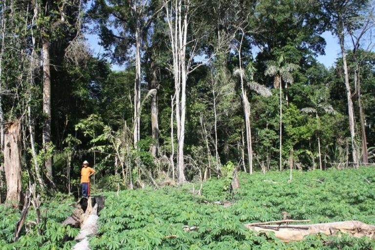 Estudo revela 115 espécies de vegetais comestíveis em terra indígena no Acre