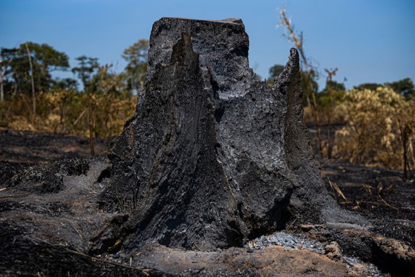 Reserva Chico Mendes é destaque em jornal francês: ‘devastada por incêndios’