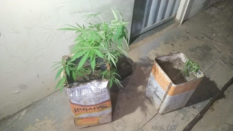Agricultores do crime: monitorados são presos com pés de maconha e simulacro