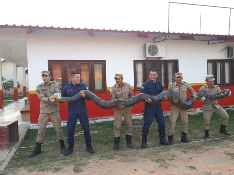 Vídeo: Medindo 6 metros, sucuri com quase 100kg é capturada em Sena