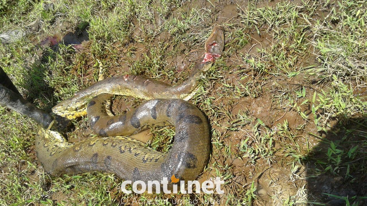Fazendeiro mata 3 sucuris que comeram vários bezerros em sua propriedade em Sena