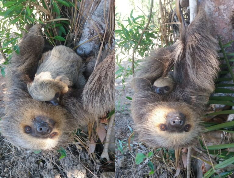Mamãe preguiça e seu bebê no interior do Acre