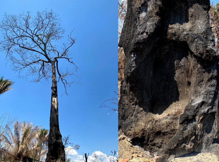 Jornalista mostra luta de castanheira com mais de 30 anos para sobreviver após queimadas no AC