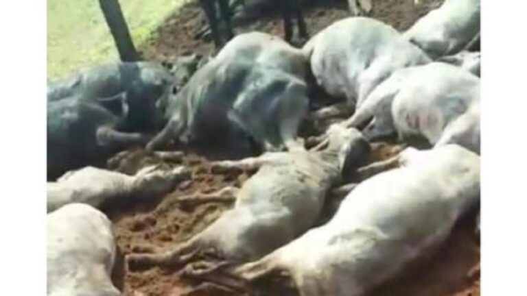 Raio mata pecuarista e diversas cabeças de gado no Paraná; VEJA VÍDEO