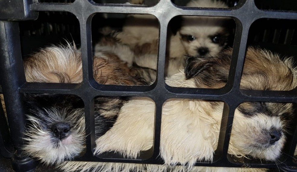 Mais de 60 filhotes de shih-tzu são achados aglomerados em porta-malas de carro