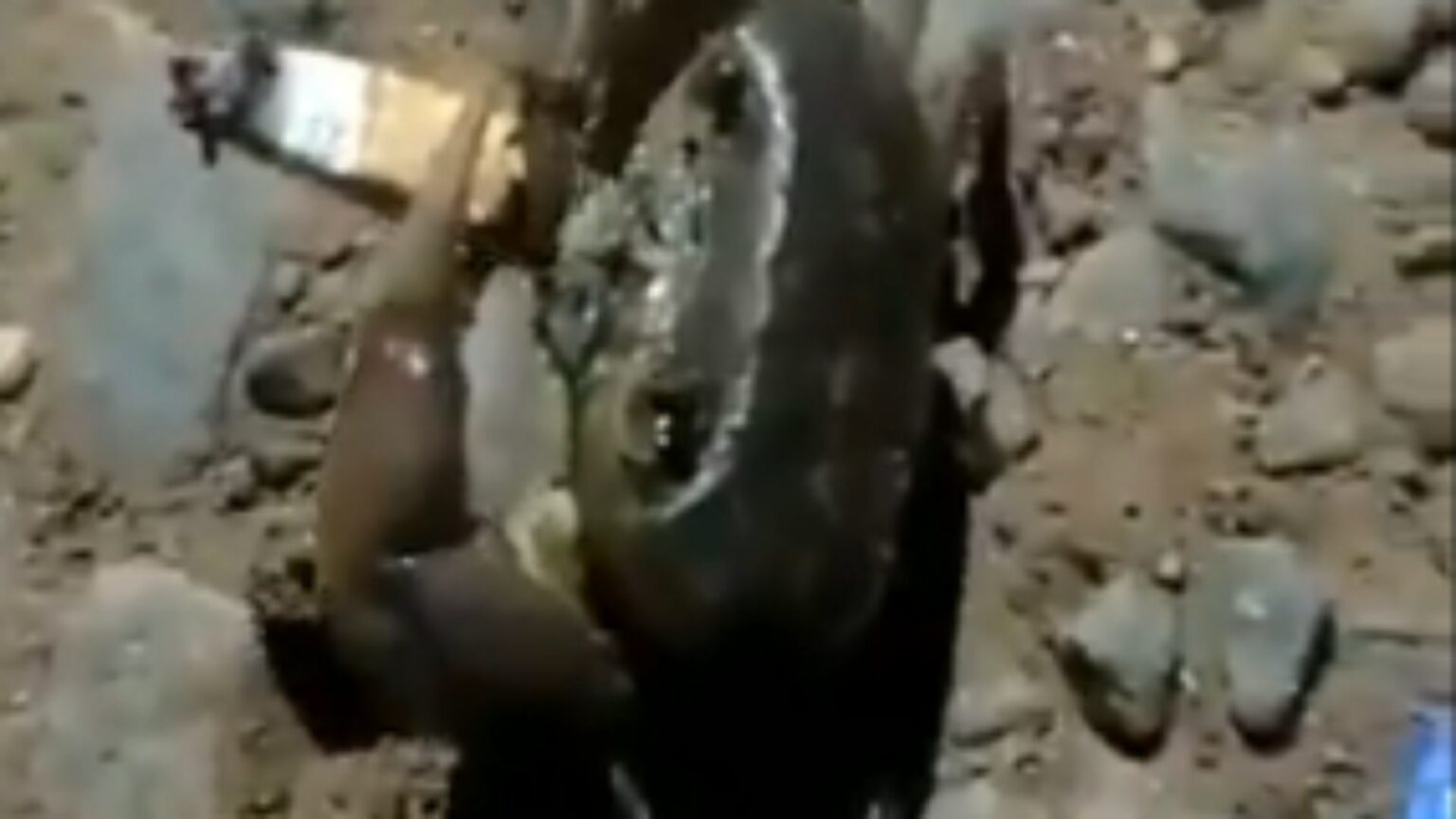 Fumando? Vídeo de caranguejo com cigarro intriga internautas; assista