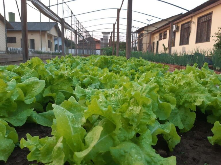 Hortaliças cultivadas por adolescentes do Centro Socioeducativo em Sena são vendidas à população