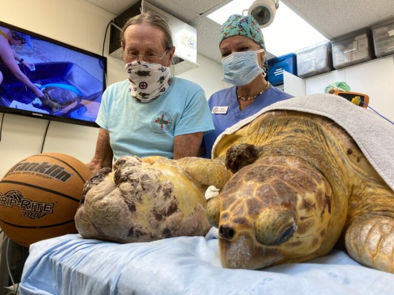 Veterinários removem tumor do tamanho de bola de basquete de tartaruga