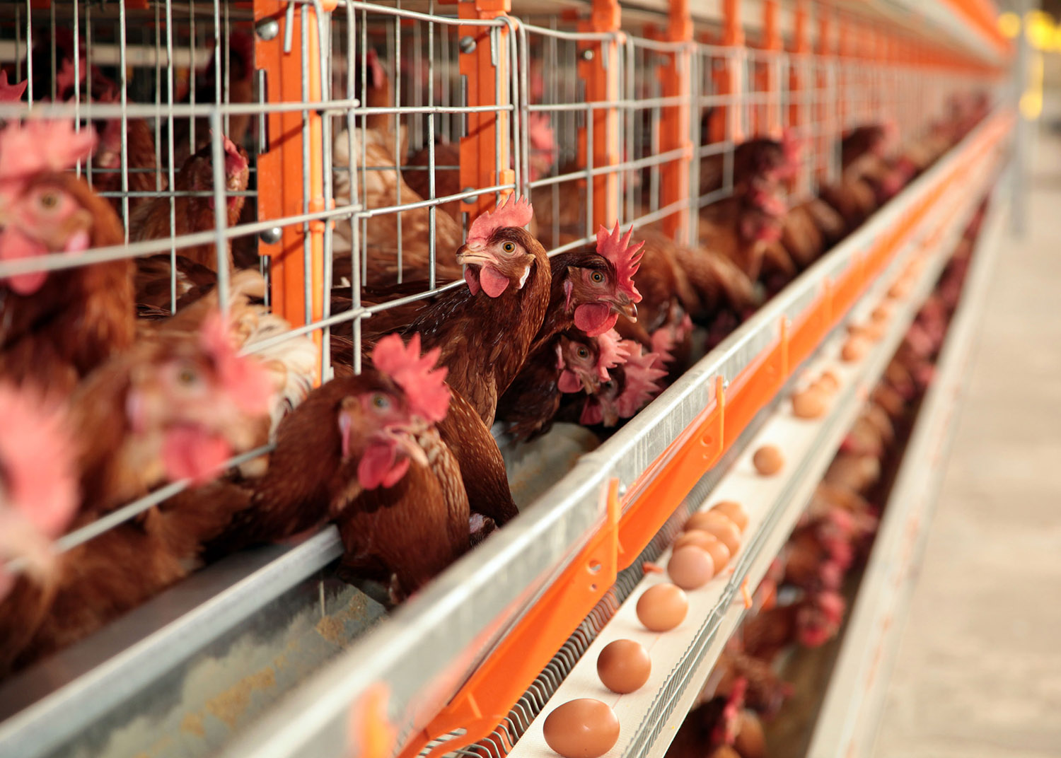 Criação de galinhas no Acre teve aumento de 2% em 2019, segundo IBGE