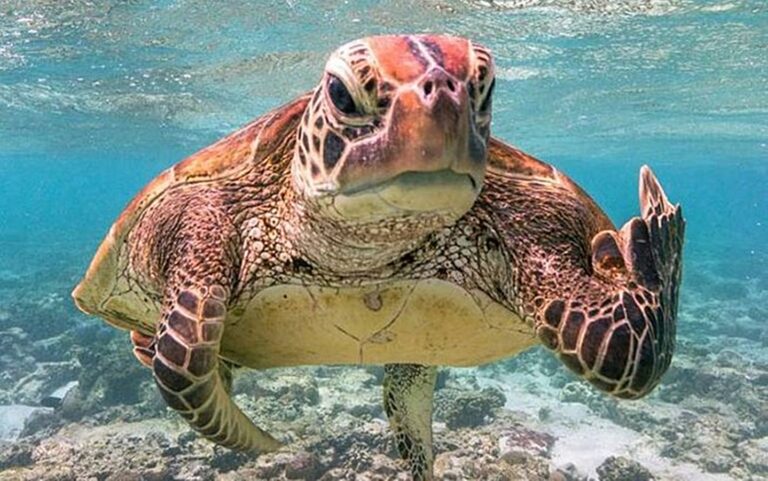 Tartaruga “mostra” dedo do meio e ganha prêmio de fotografia