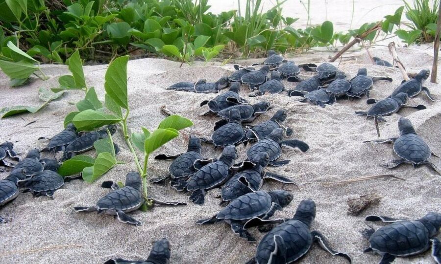 Ovos falsos com GPS rastreiam saqueadores de ninhos de tartarugas marinhas