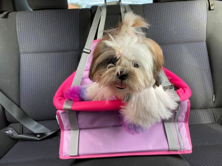 Detran faz orientação sobre transporte de animais de estimação no carro