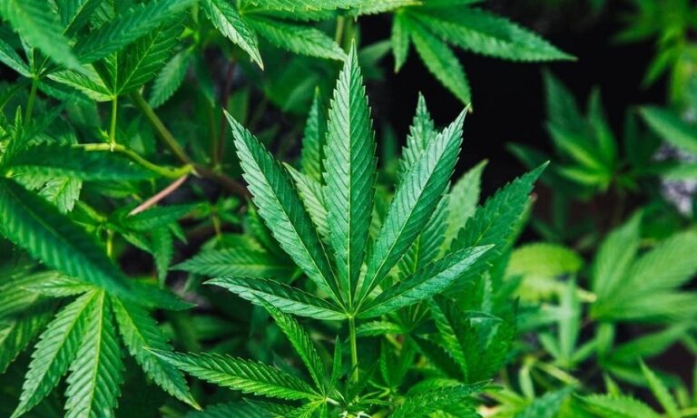 Proibição à maconha no esporte será revisada após suspensão de velocista