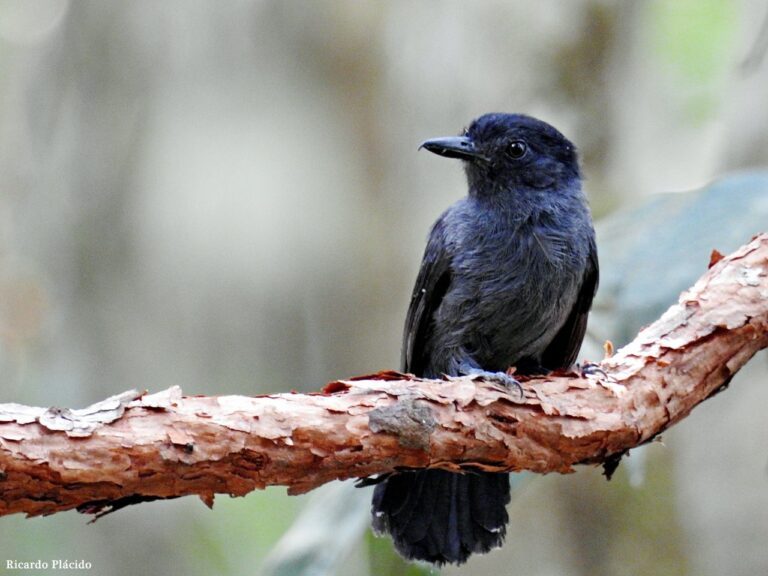 Choca-do-acre, ave rara que só é encontrada na Serra do Divisor