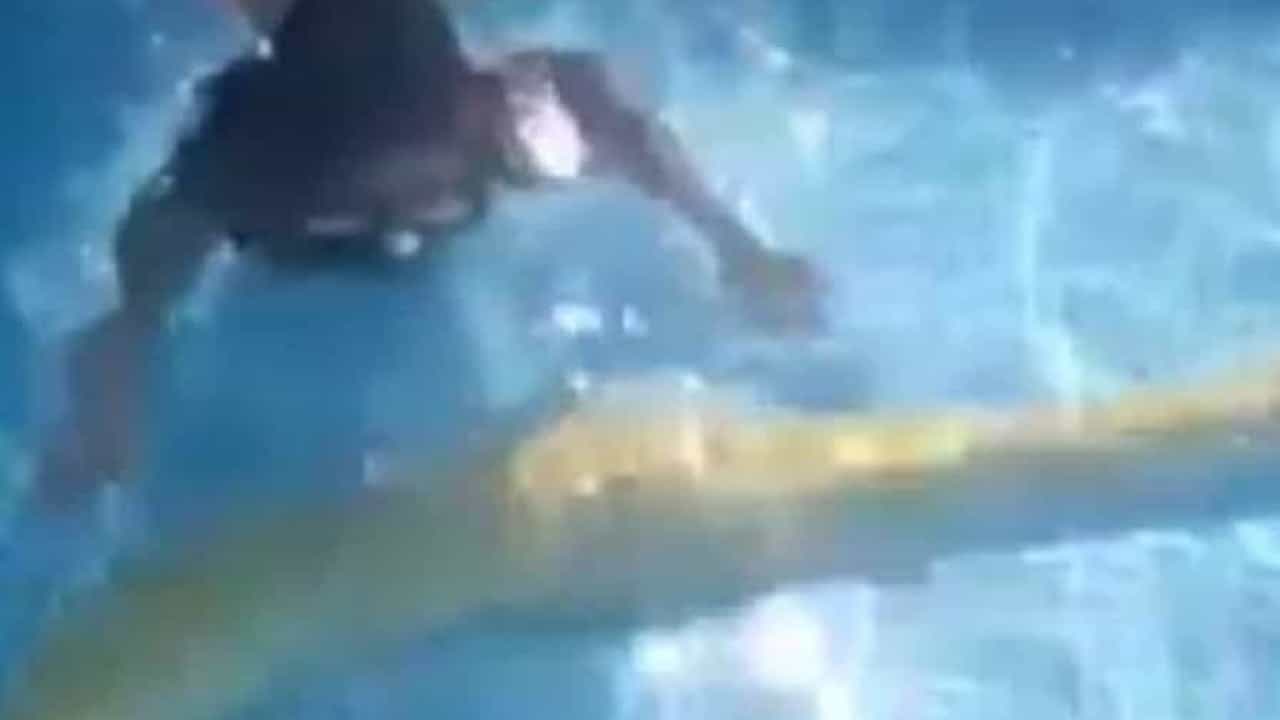Uma menina e a sua companhia na piscina… uma cobra piton. Eis o vídeo