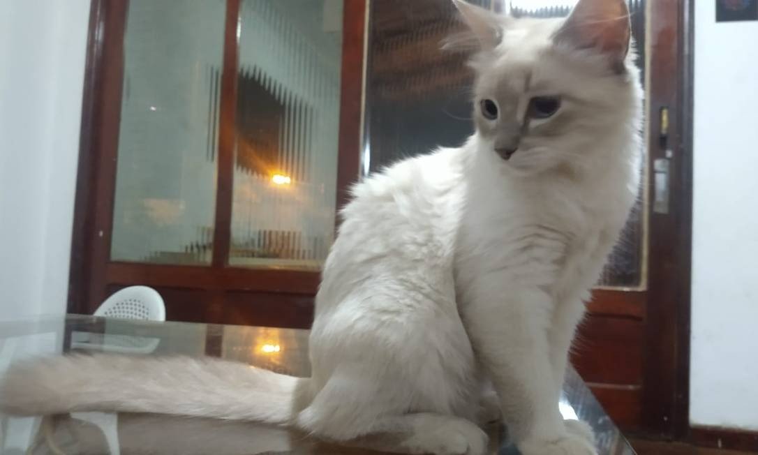 Gato de Cuiabá é primeiro animal contaminado pelo coronavírus no Brasil