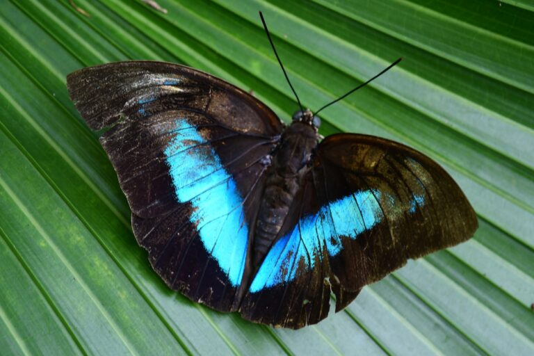 O tom azul da borboleta no Acre